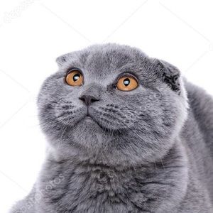 Meet your Posher, Annabelle